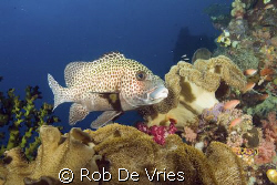 Intact corals and lots of kinds of fish in Raja Ampat. by Rob De Vries 